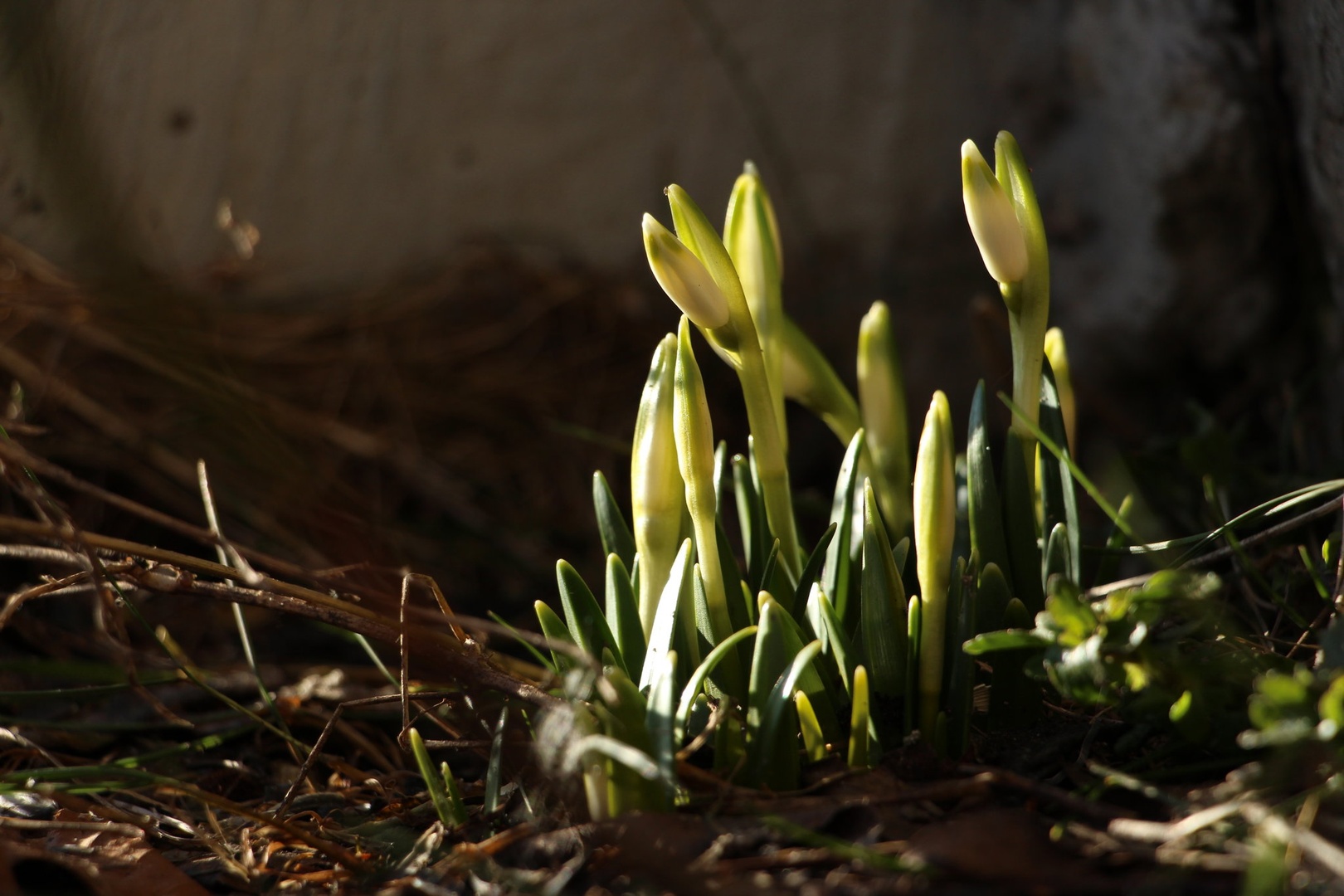 Spring is coming by Maja Poženel