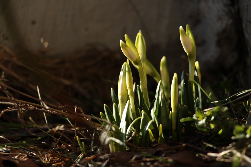 Spring is coming by Maja Poženel
