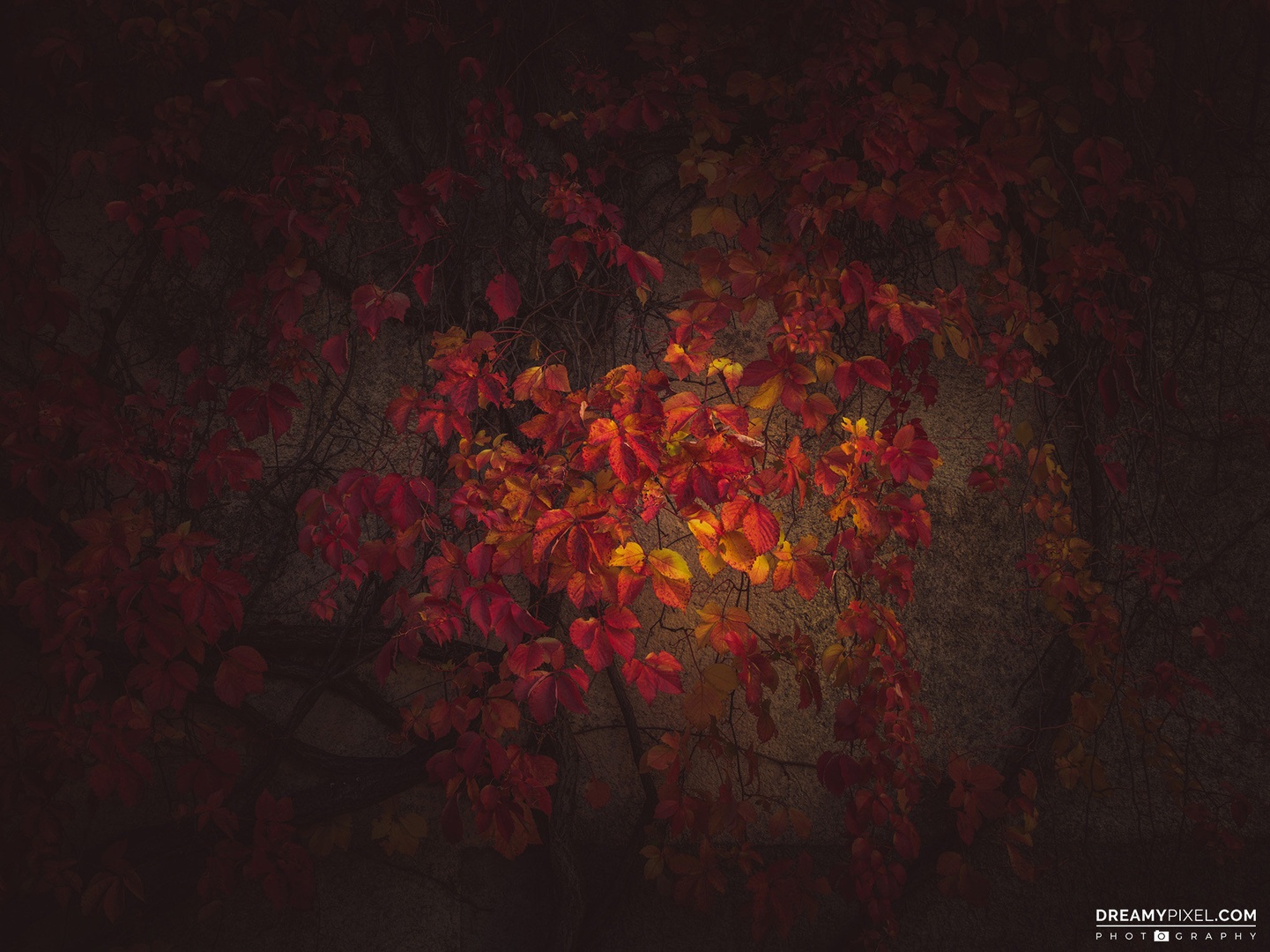 Vinska trta by A