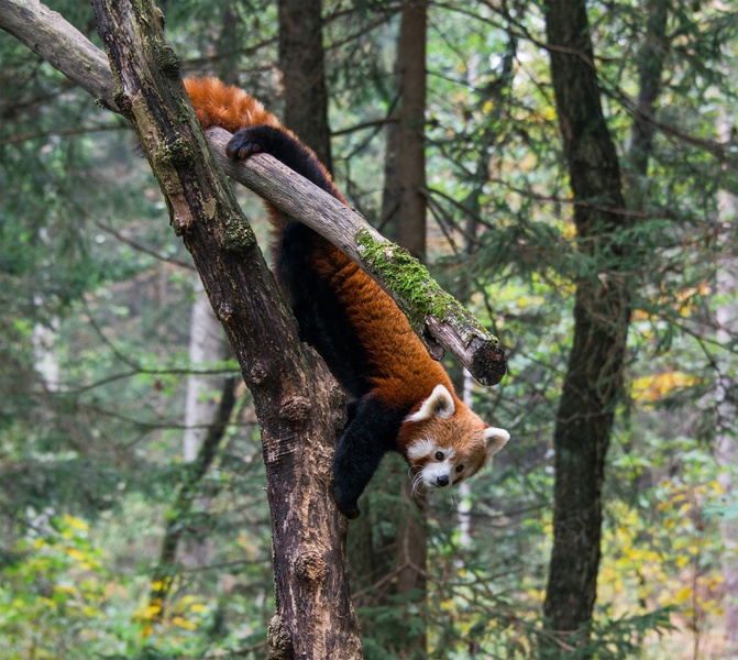 Panda by A