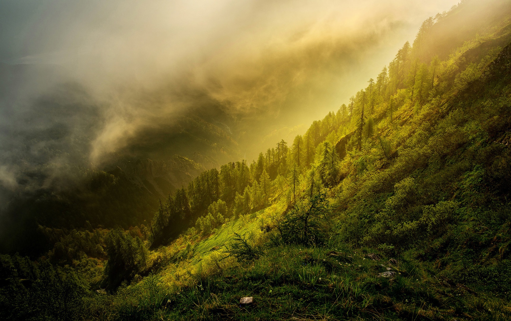Lothlorien by A