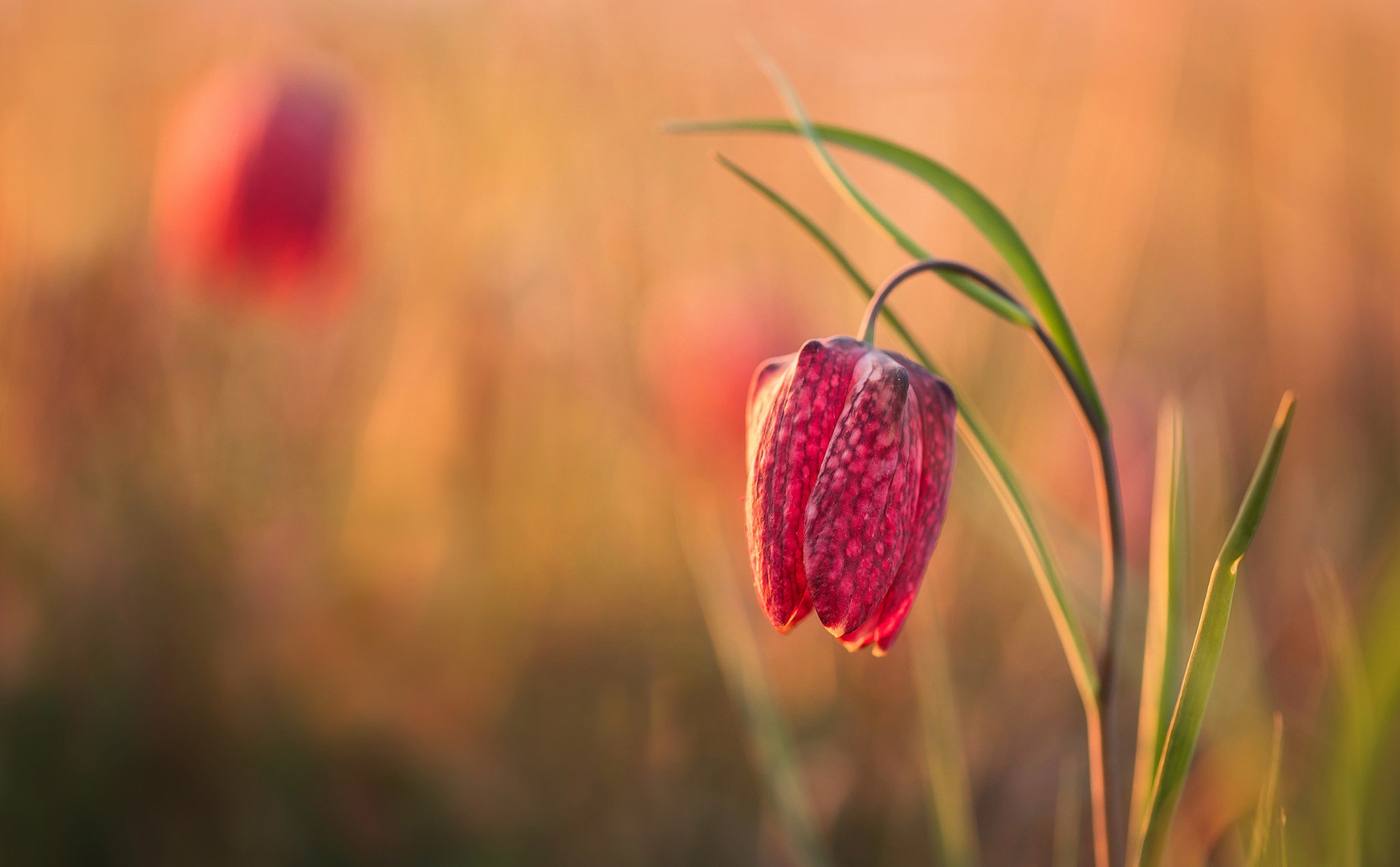 Močvirski tulipan by A