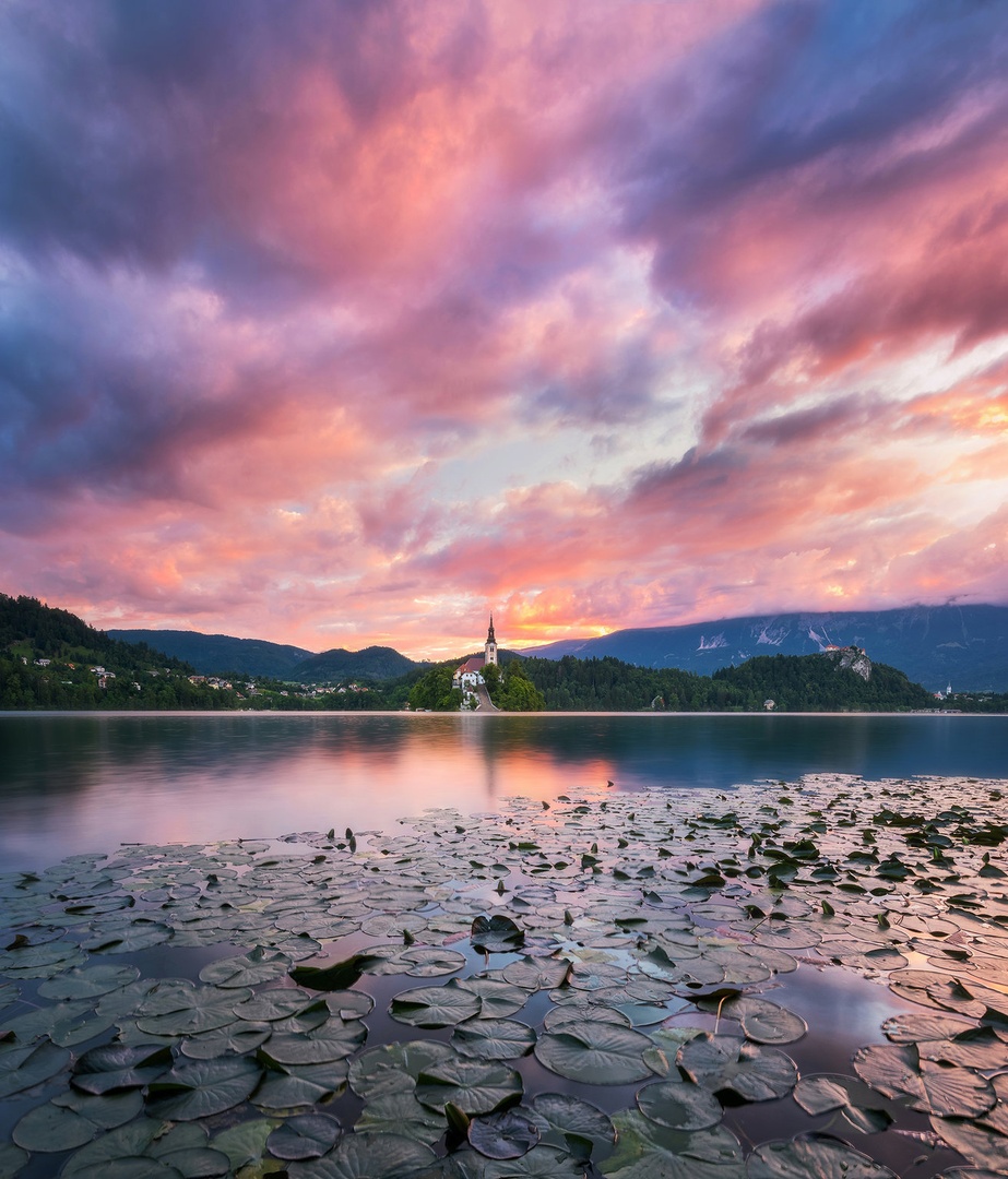Bled in lokvanji by A