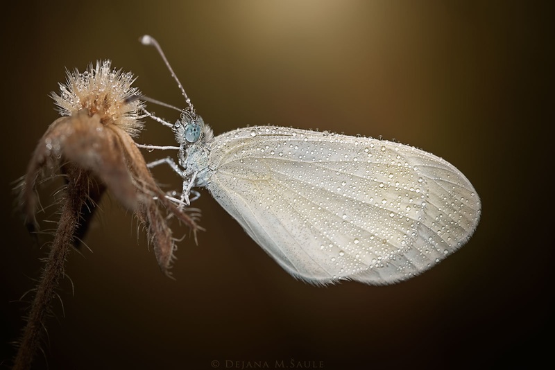 White Princess* by .. dejana ..