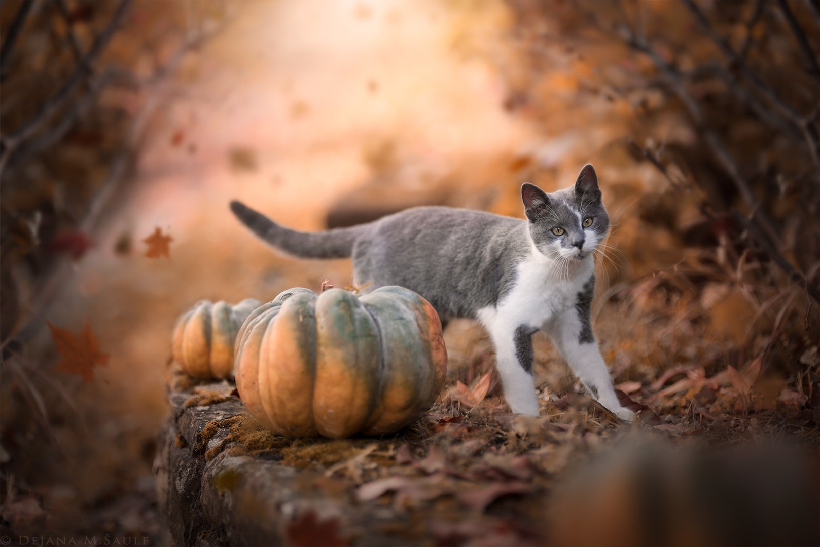 Autumn Goddess by .. dejana ..