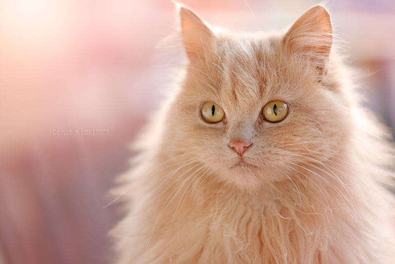 Moj... by .. dejana ..
