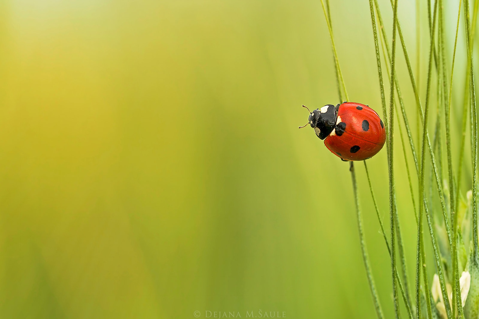Make A Wish by .. dejana ..