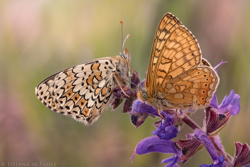 Spring Lovers by .. dejana ..