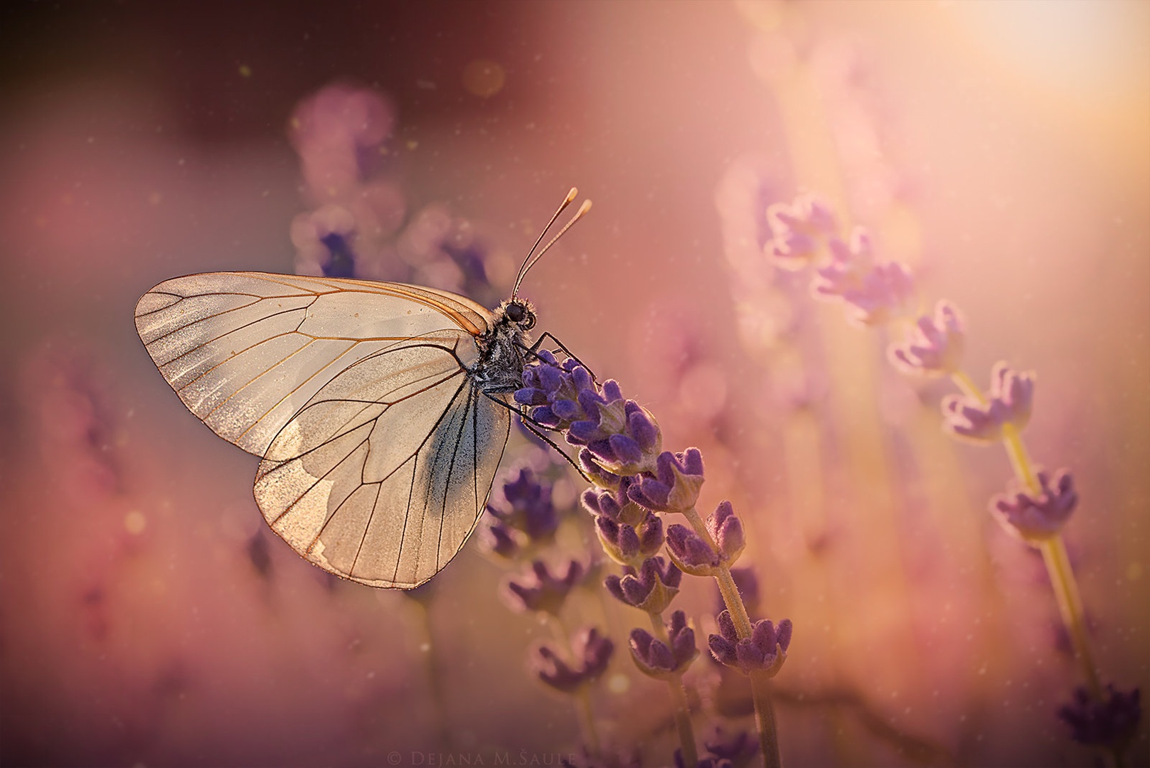 Prosojnost.. by .. dejana ..