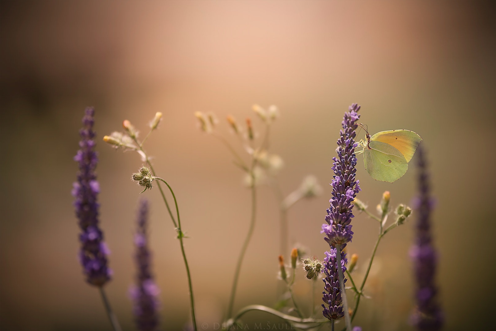 Summertime lights.. by .. dejana ..