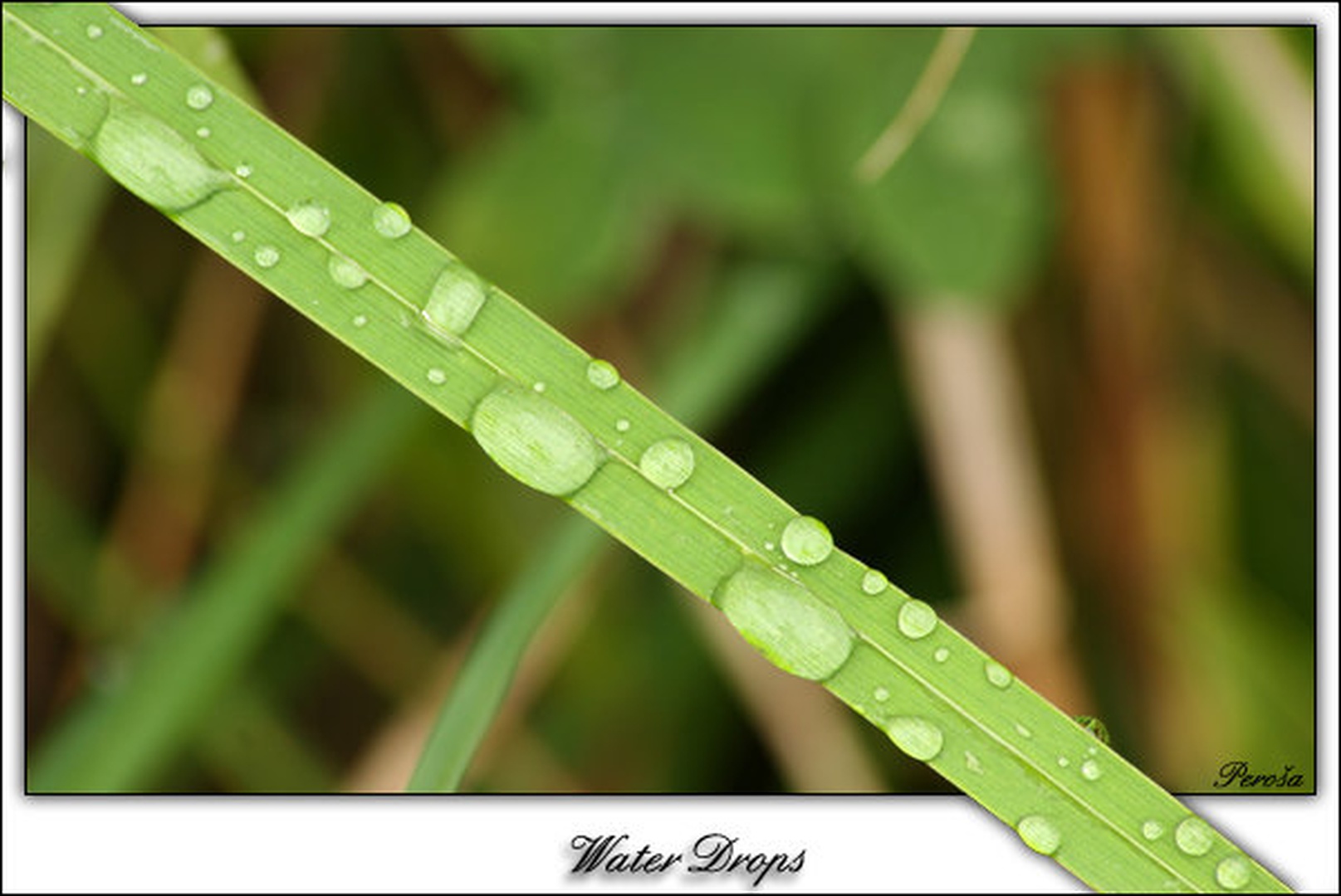 Water Drops by
