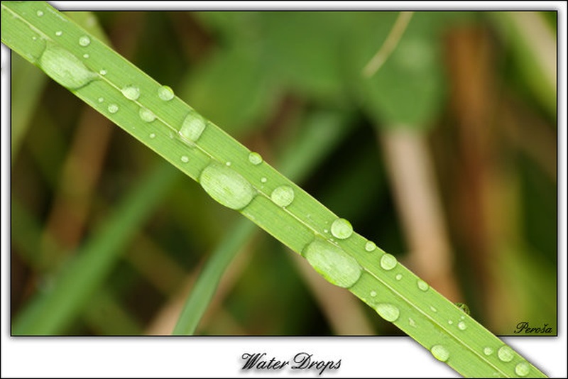 Water Drops by michael