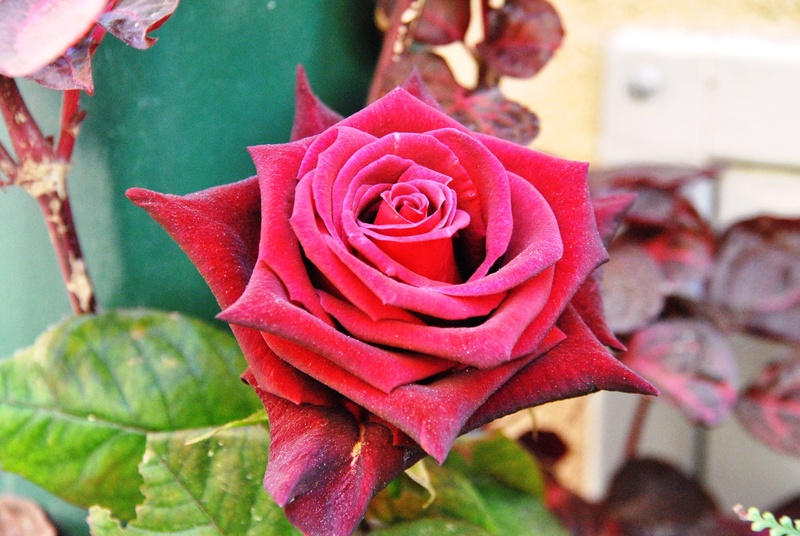 Magic Rose by Boris Pušnik