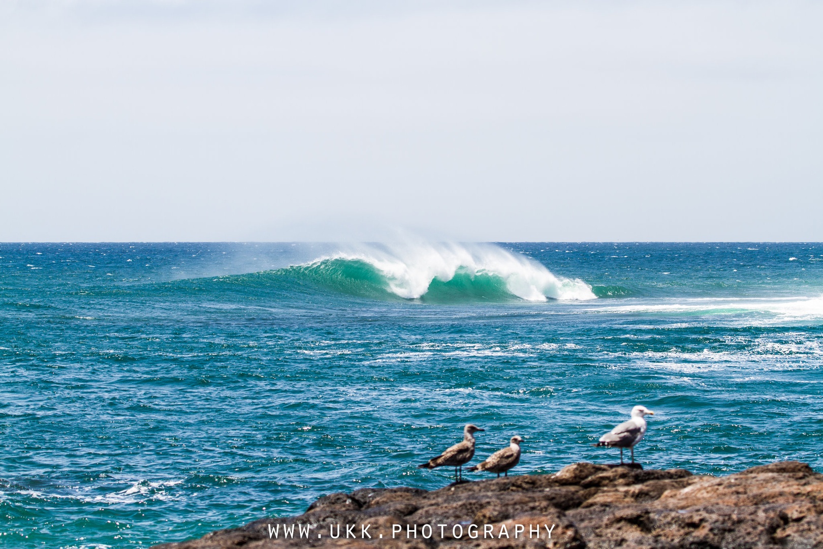 Surfin' birds by Uros Kekus Kleva