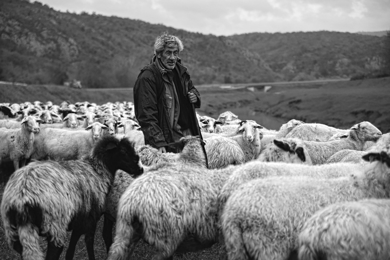 Lonely shepherd by Tomi Beškovnik