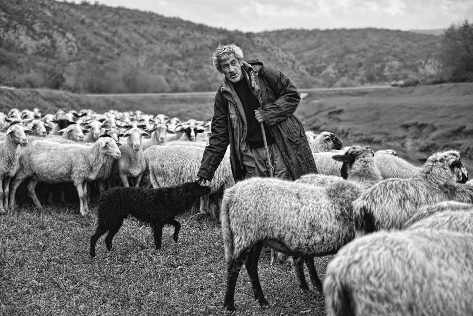 Lonely shepherd by Tomi Beškovnik