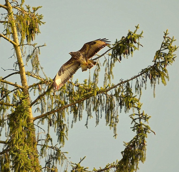 Prelet! by Lojze Burja