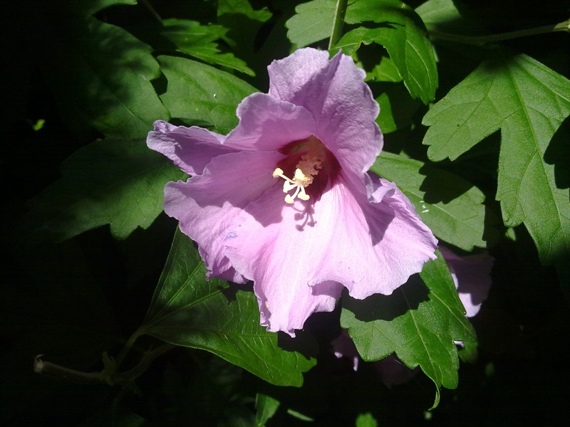 hibiskus by Čeh Tomaž
