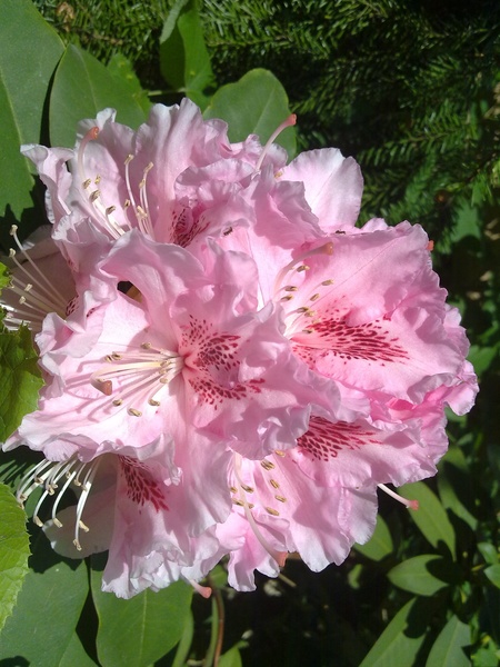 rododendron... by Čeh Tomaž