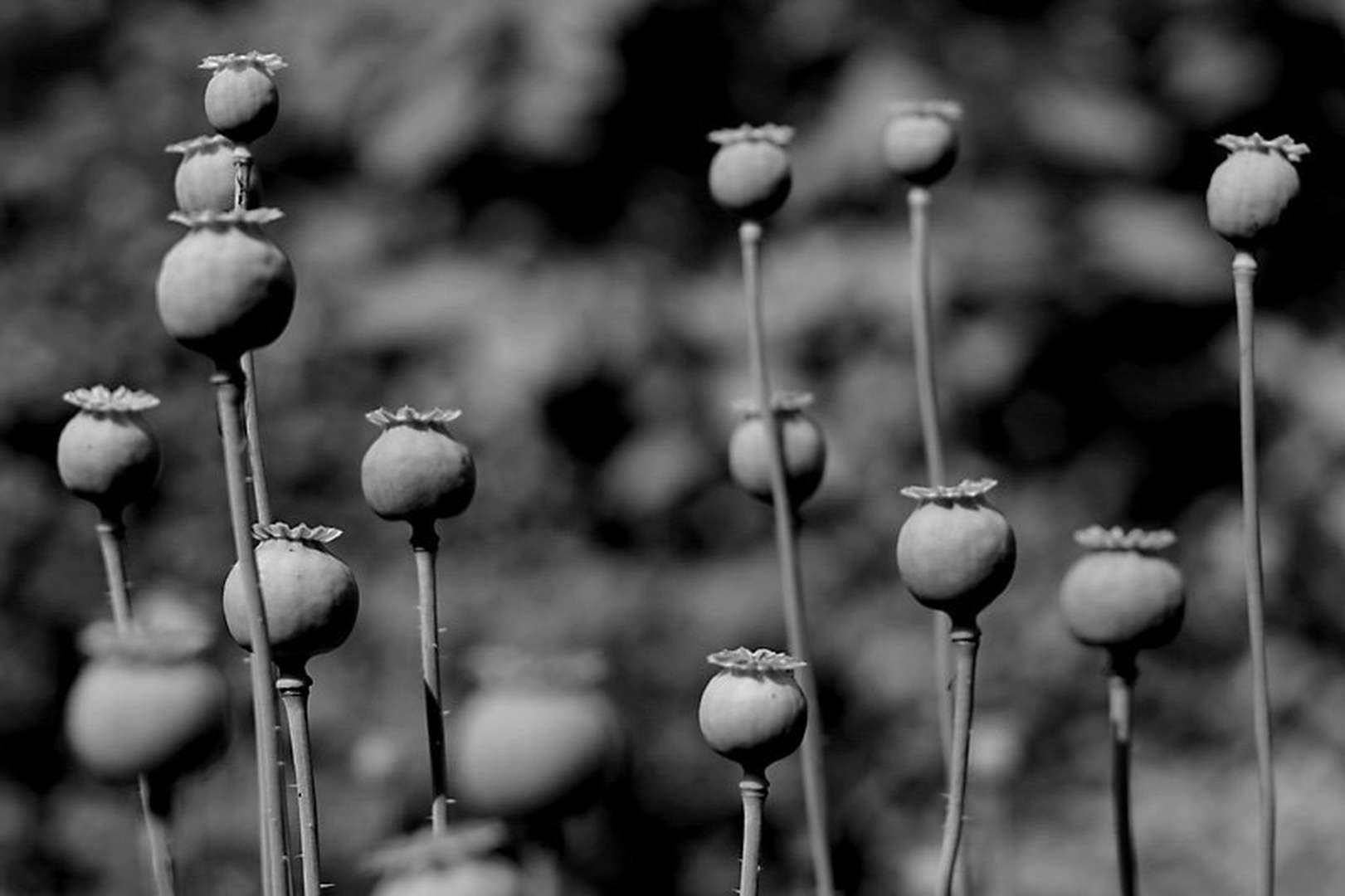 Popy field by