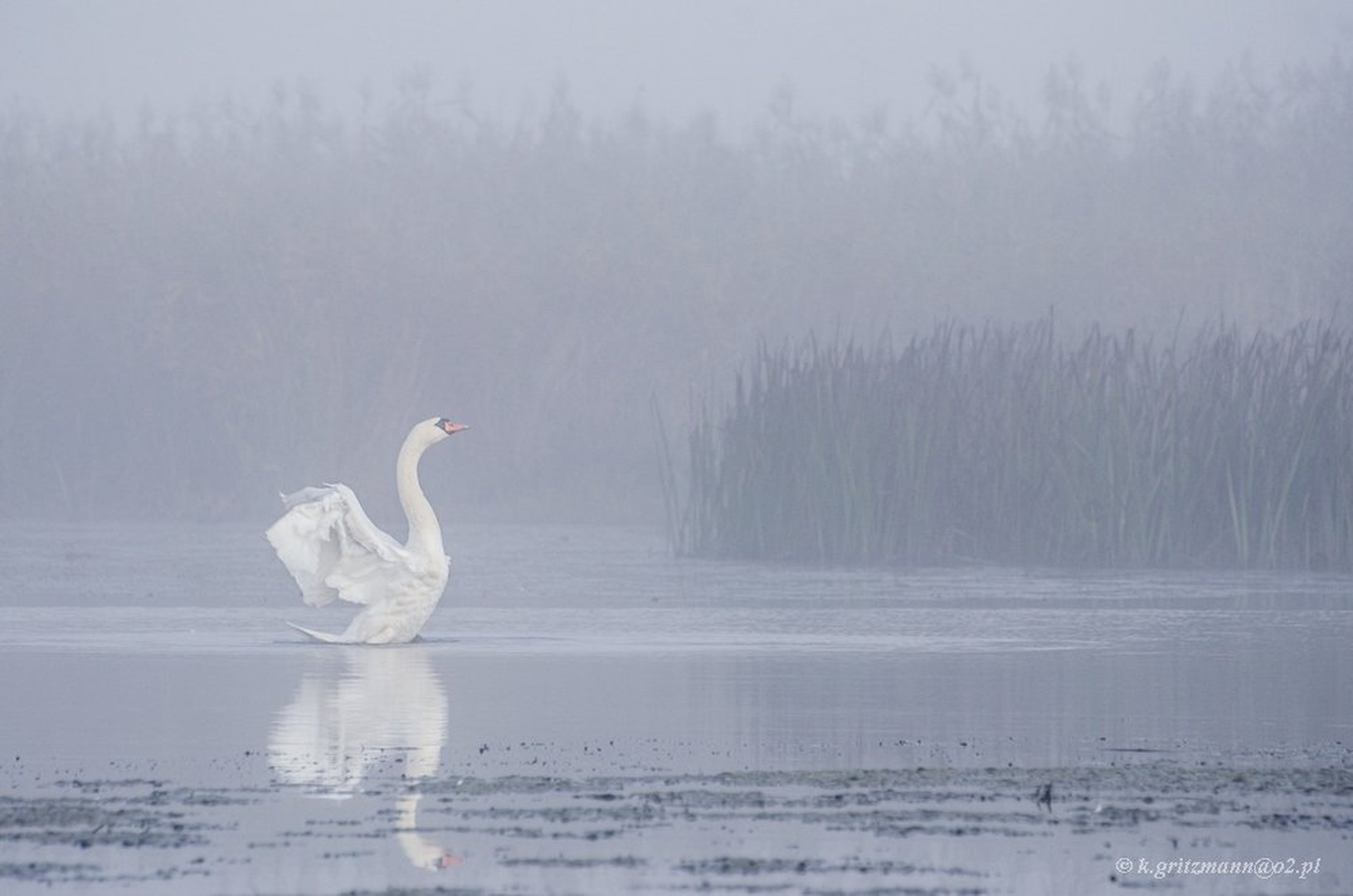 the white dancer by Katarzyna Gritzmann