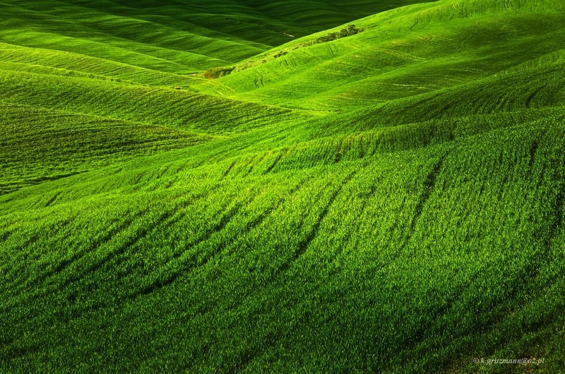 deep green by Katarzyna Gritzmann