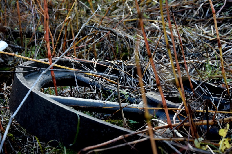 Overgrown History by Bernarda Helbel
