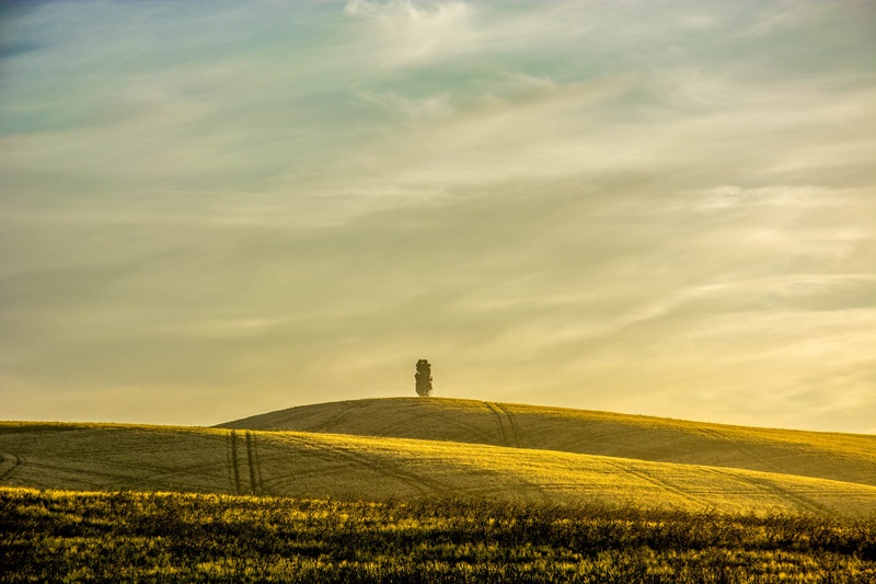 Lonely tree by tadej škafar