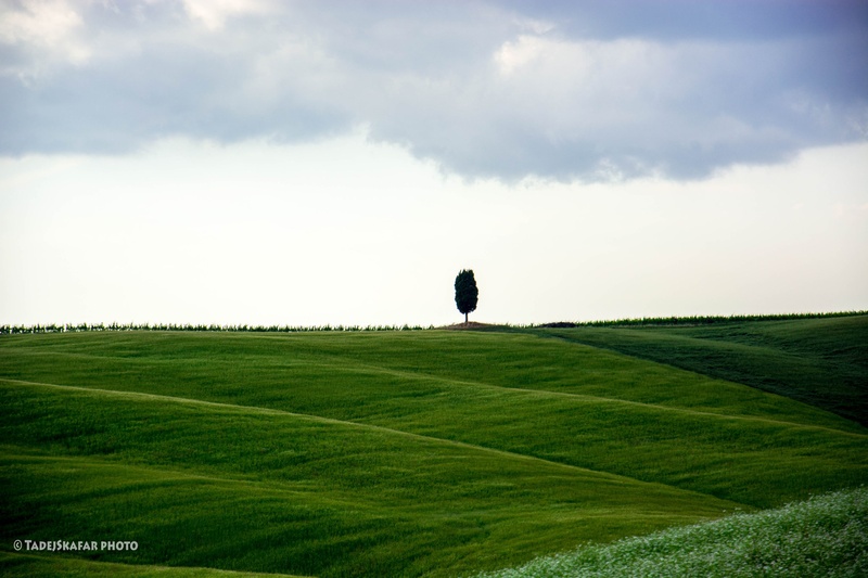 Lonely tree part2 by tadej škafar