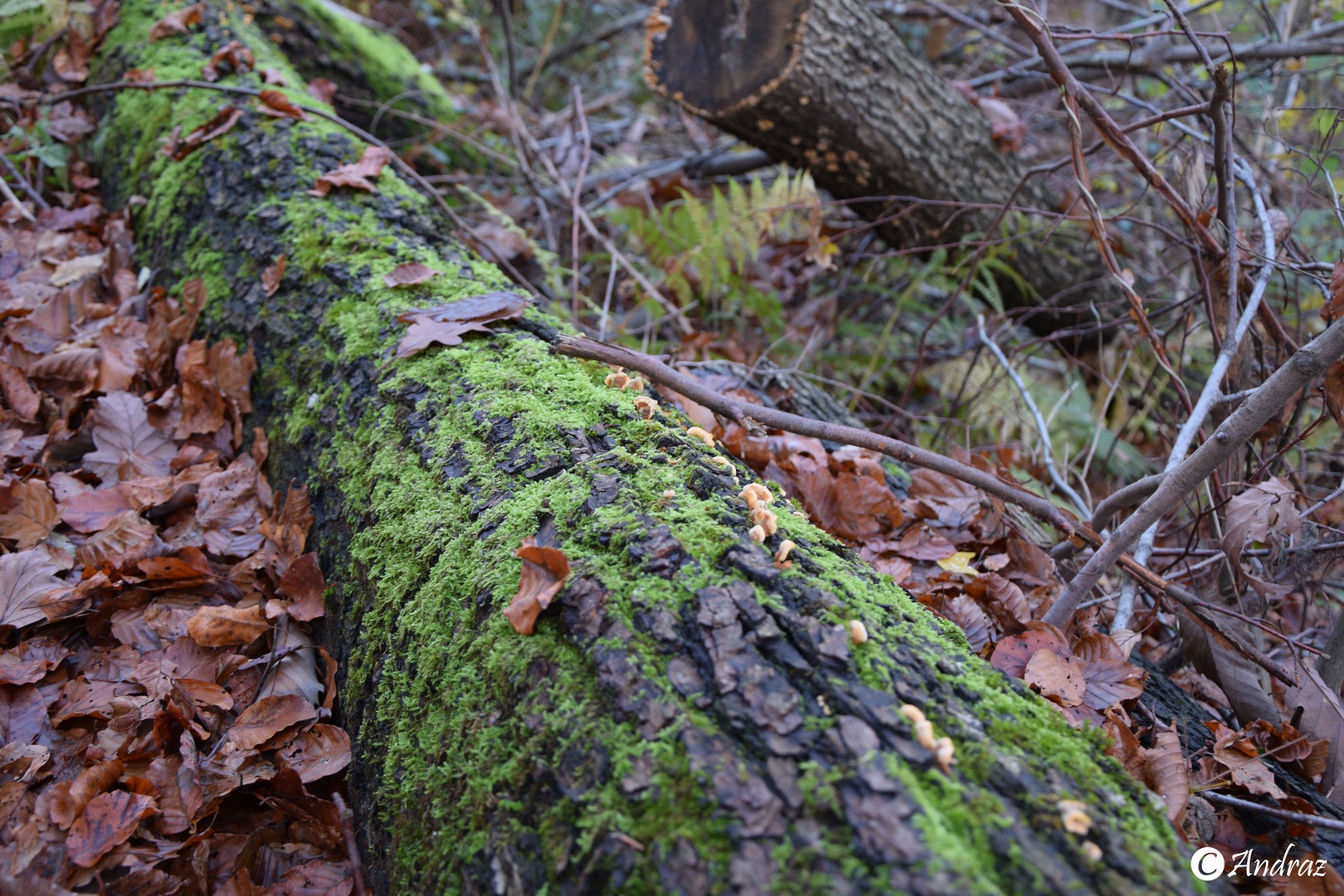 Fallen three by Andraz