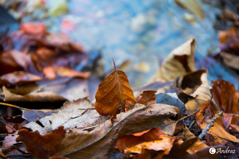 End of autumn by Andraz