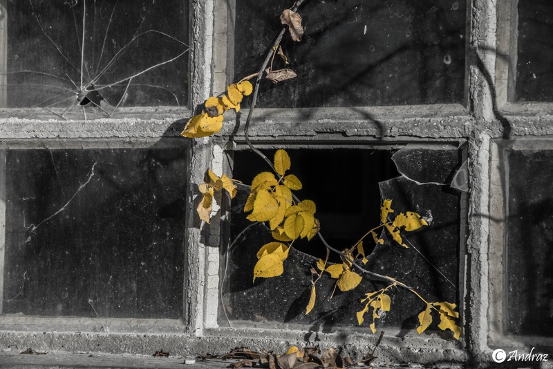Window by Andraz