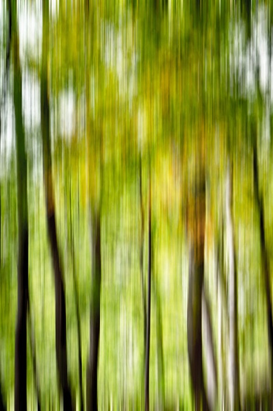 the power of a tree by Petra Longin