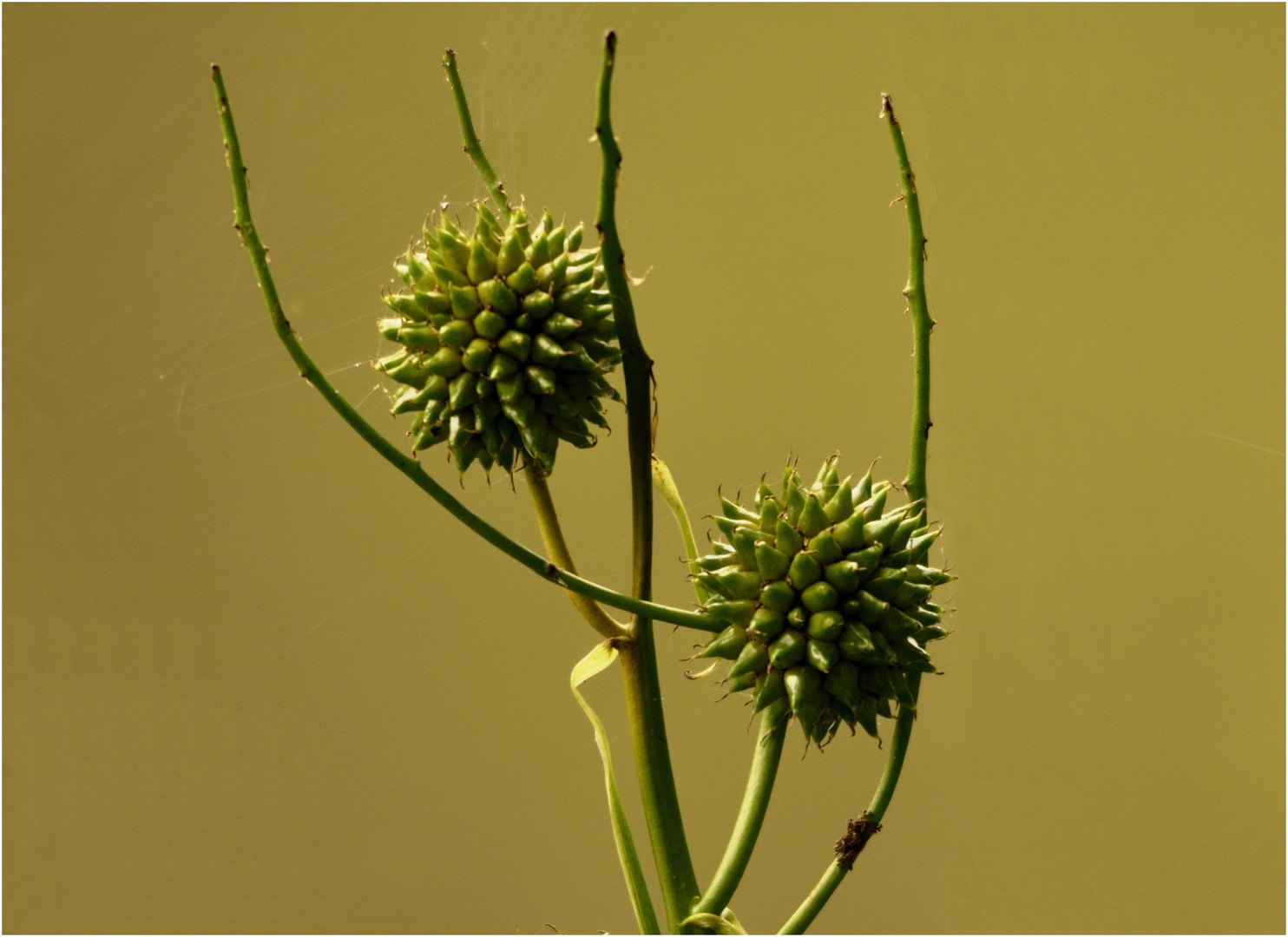 Pokončni ježek (Sparganium erectum). by Boris Novković