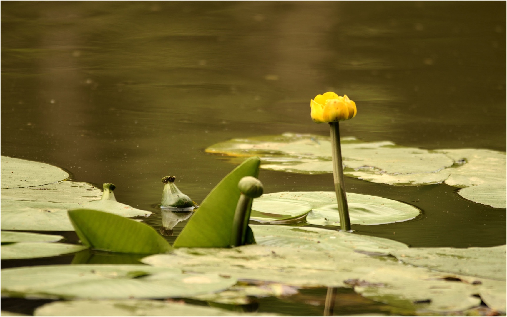 Rumeni blatnik (Nupbar lutea). by Boris Novković