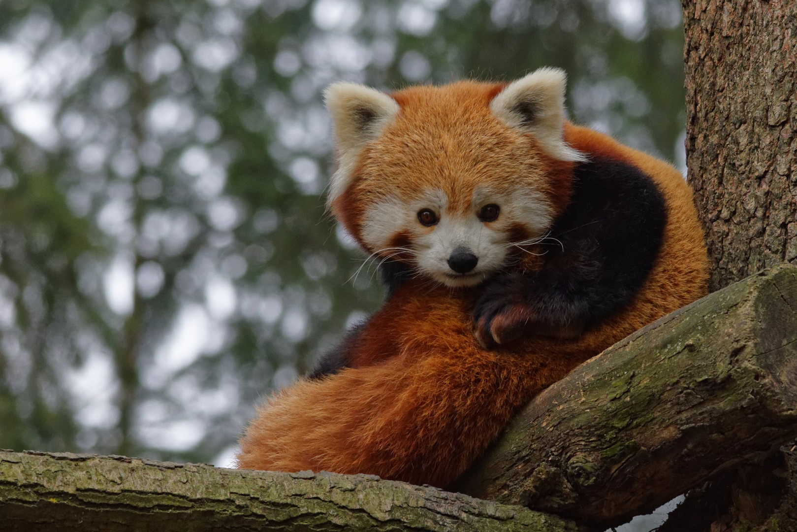 Mačji panda. by Boris Novković