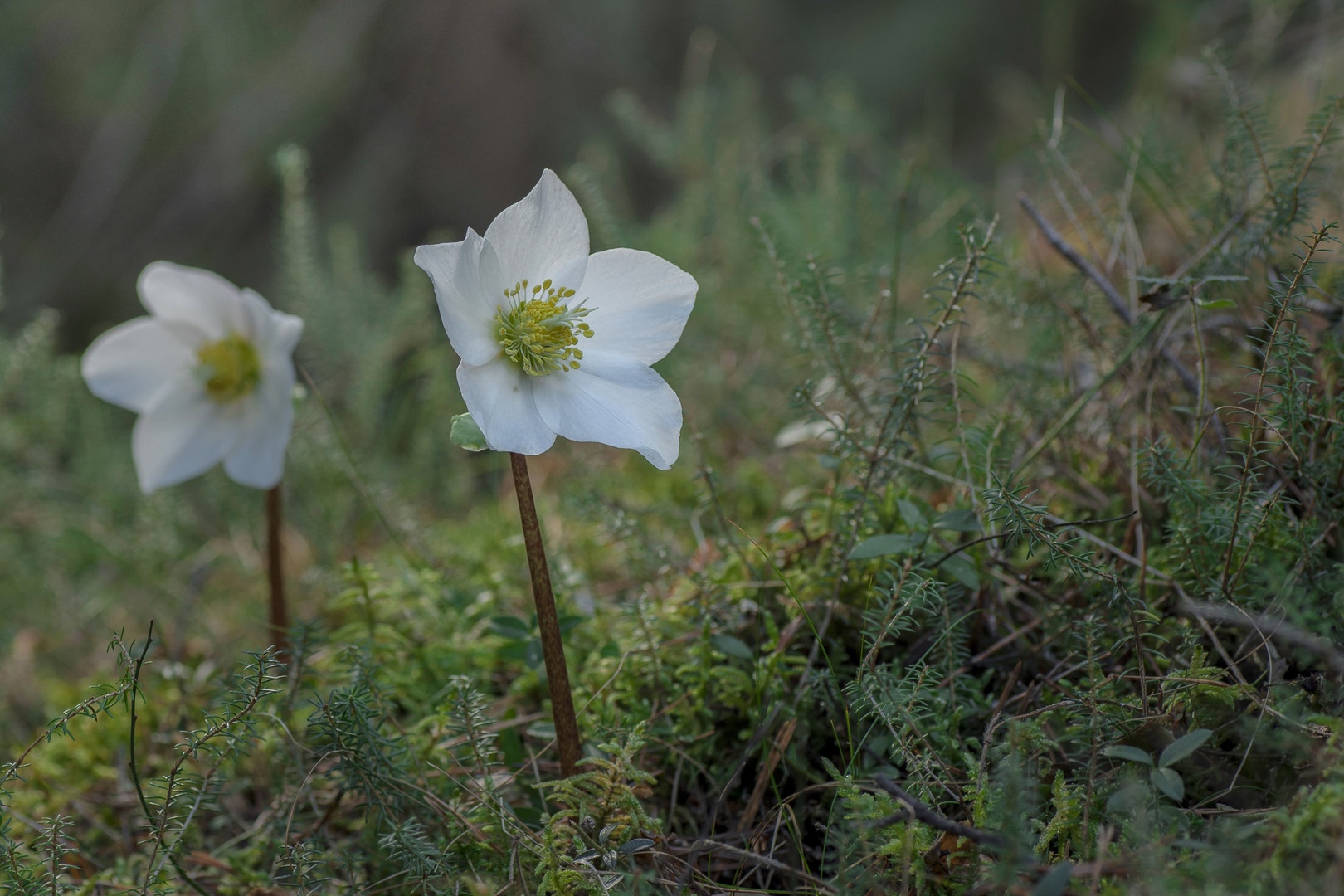 Teloh ..... by Boris Novković