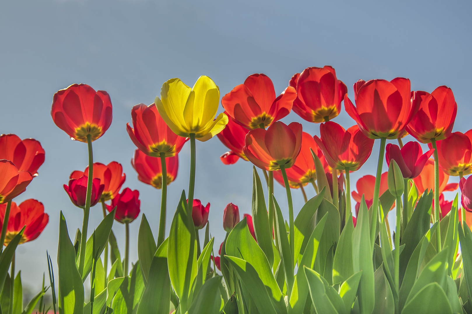 Tulipani. by Boris Novković