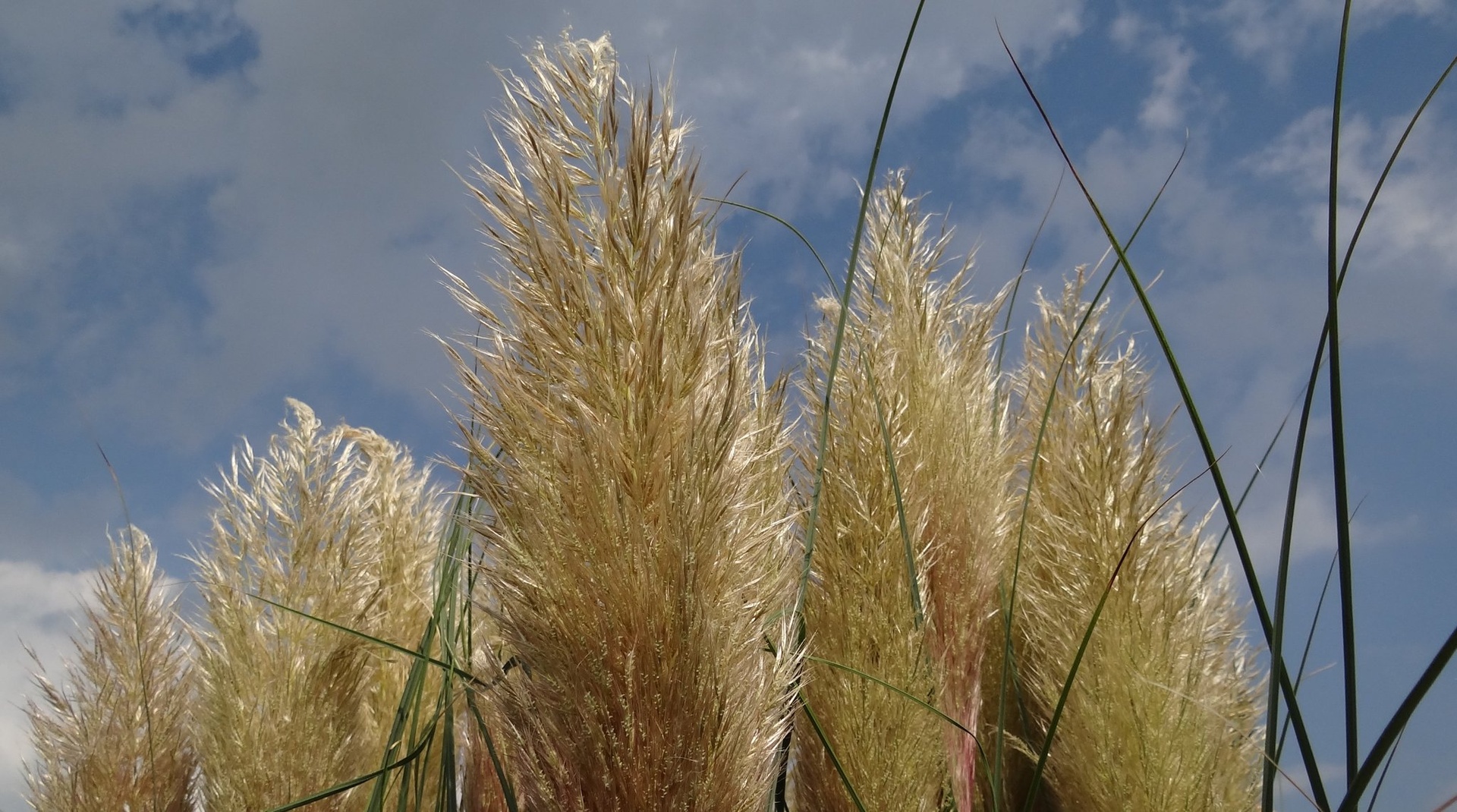 Pampaška trava, (Cortaderia selloana) by Stanislav Holc
