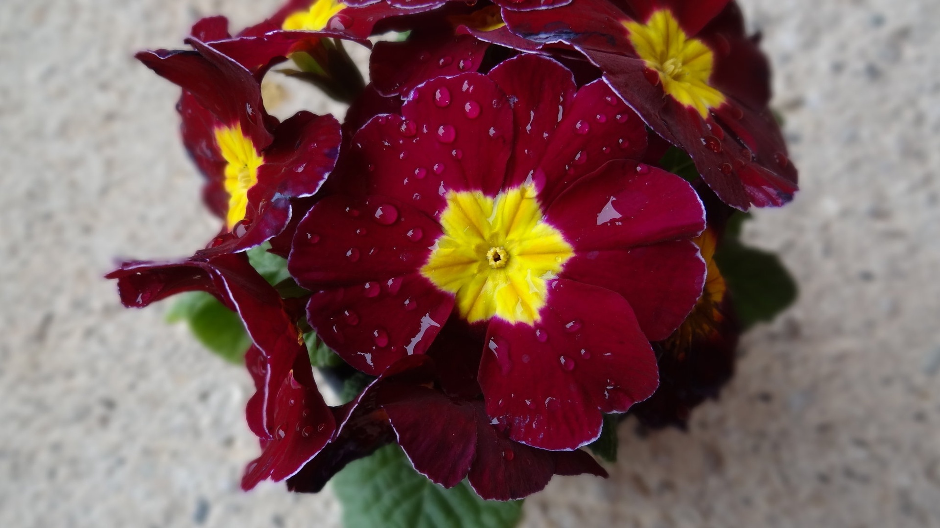 Primula by Stanislav Holc