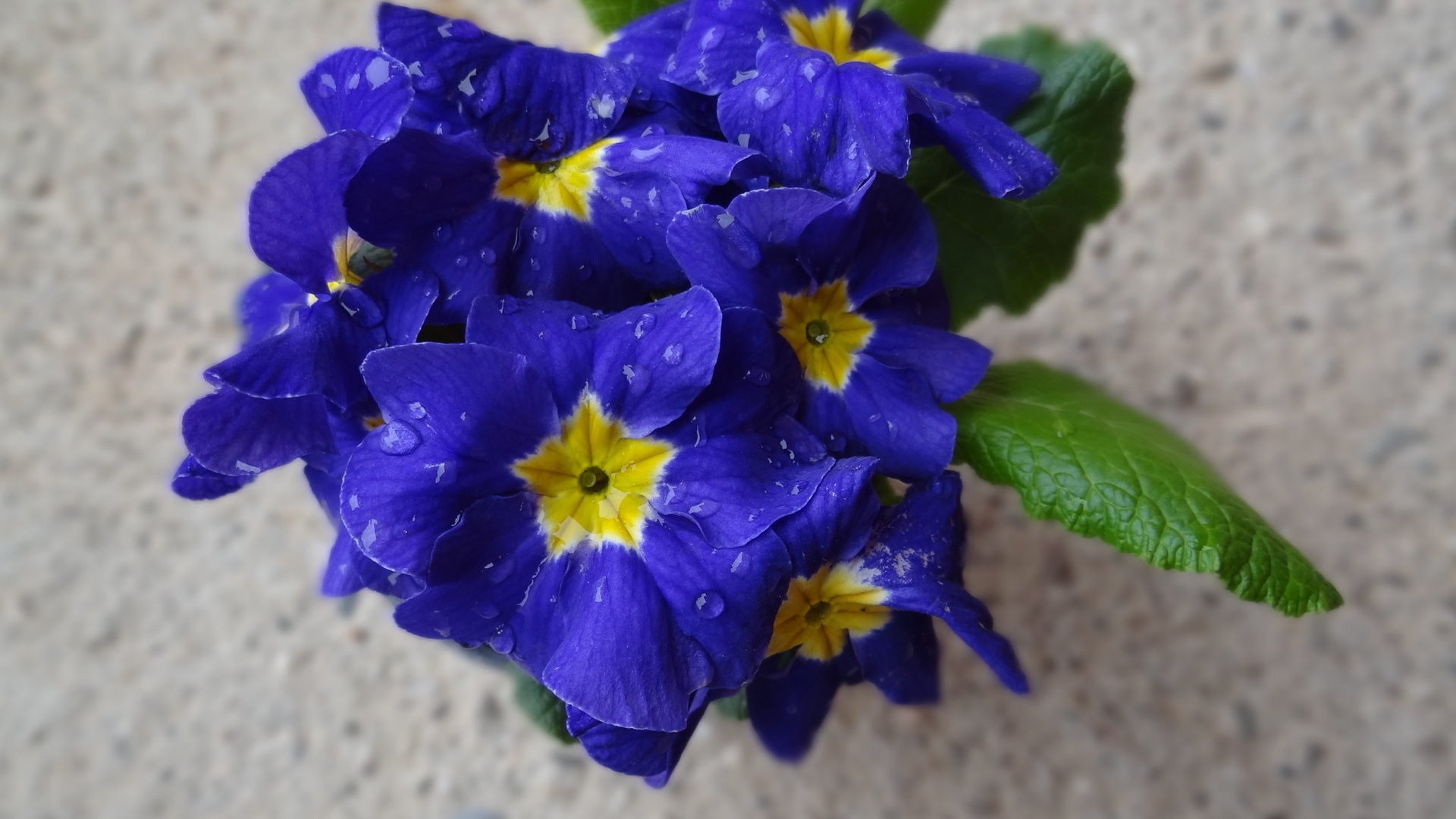 Primula by Stanislav Holc