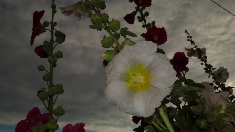 Hollyhocks by Stanislav Holc