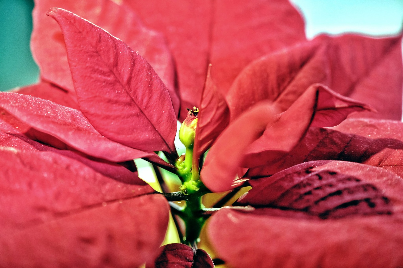 Christmas star by Jacob