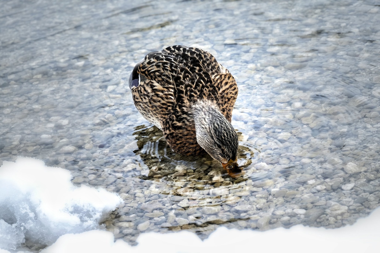 Ducky Looking For Food by Jacob