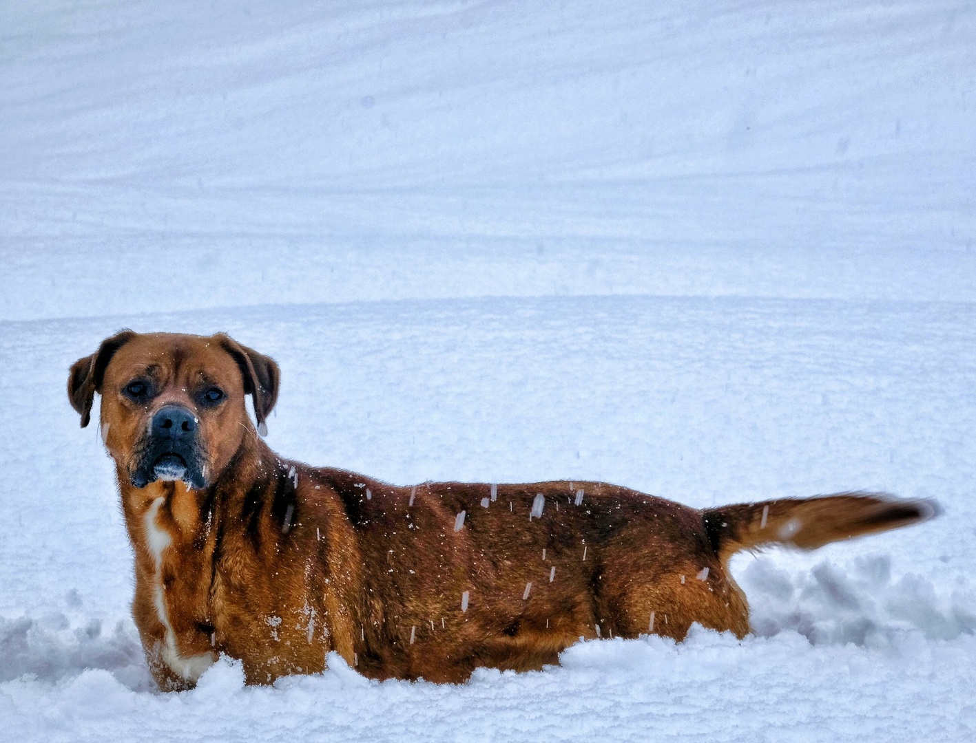 Eeron Winter Joys by Jacob