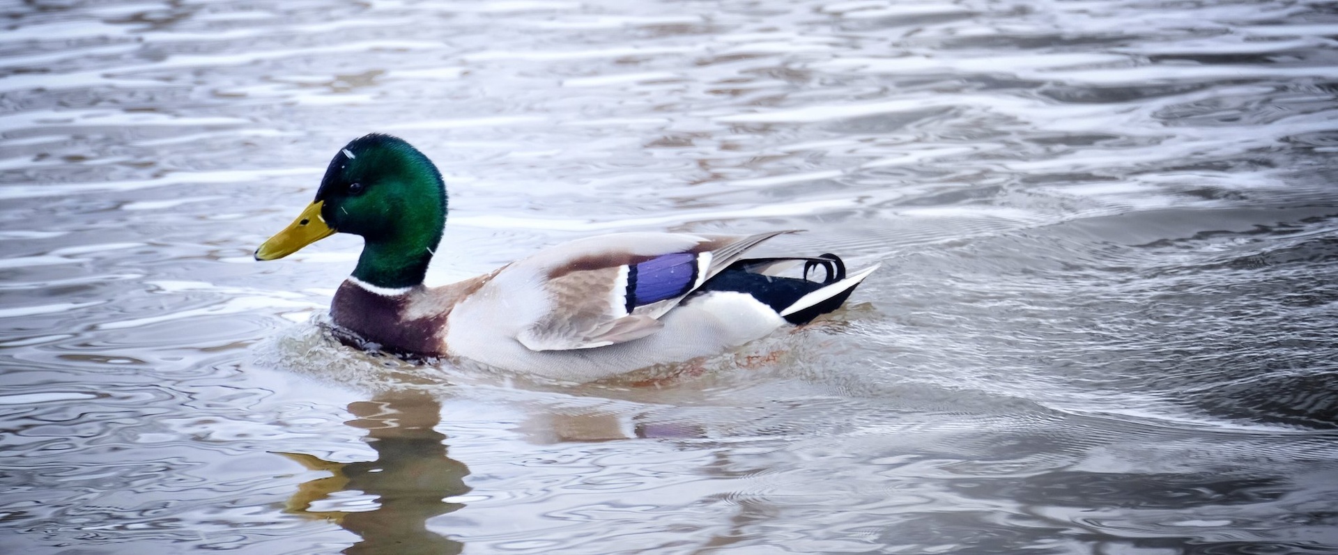 Morning Swimming by Jacob