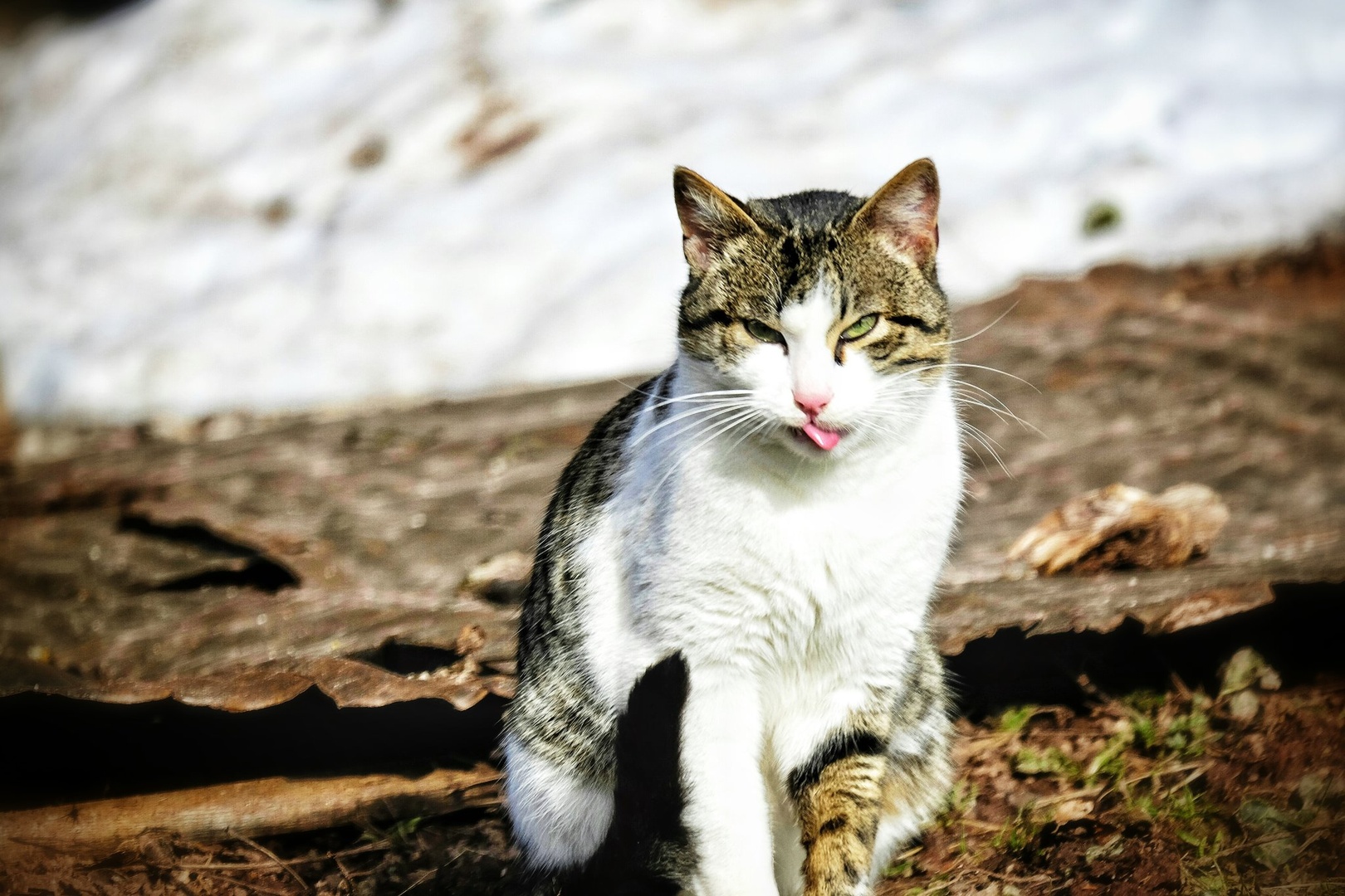 Catzo by Jacob