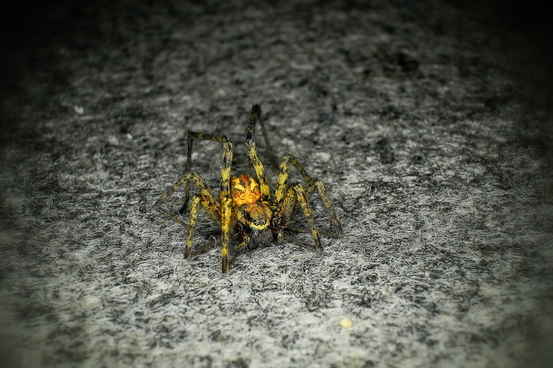 Golden spider by Jacob