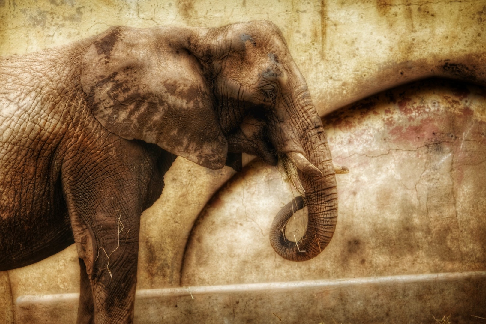 elefante by Jacob