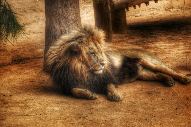 Leao by Jacob